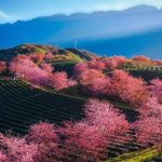 Tour du lịch Sapa mùa xuân có gì đặc biệt?