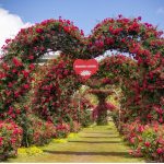 Thung lũng hoa hồng Sapa – “Thiên đường” giữa núi rừng Tây Bắc