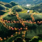 Đồi chè Ô Long Sapa – Cẩm nang du lịch cho bạn