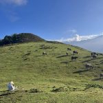 Thảo nguyên Đồi Bò tại Ô Quy Hồ đẹp ngỡ ngàng