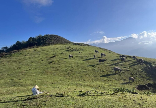 Thảo nguyên Đồi Bò tại Ô Quy Hồ đẹp ngỡ ngàng