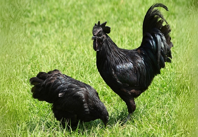 Đặc sản Gà đen Sapa có gì đặc biệt? 2 vouchersapa 2025 09 08T130043.465