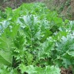 Đặc sản Tây Bắc dân dã rau cải mèo Sapa