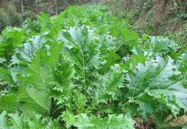 Đặc sản Tây Bắc dân dã rau cải mèo Sapa