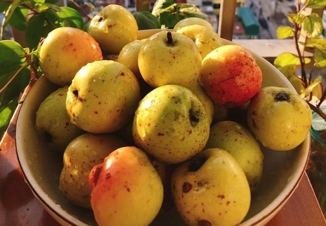 Táo mèo Sapa - tinh hoa núi rừng Tây Bắc 9 vouchersapa 2025 09 09T165835.084