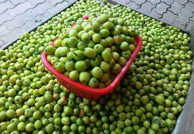 Táo mèo Sapa - tinh hoa núi rừng Tây Bắc 4 vouchersapa 2025 09 09T165854.243