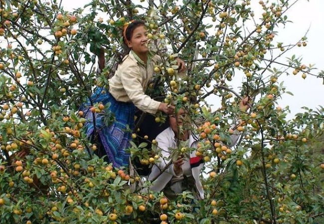 Táo mèo Sapa - tinh hoa núi rừng Tây Bắc 3 vouchersapa 2025 09 09T170358.065