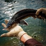 8 điều đặc biệt về cá tầm Sapa – đặc sản cao cấp