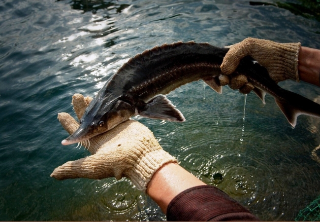 8 điều đặc biệt về cá tầm Sapa - đặc sản cao cấp 2 vouchersapa 2025 09 10T223449.894