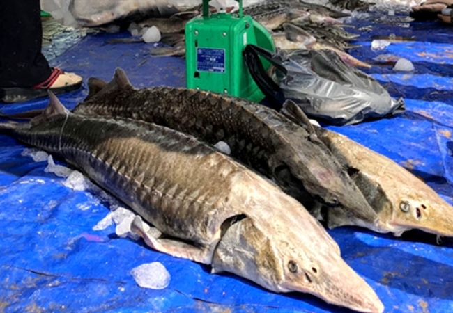 8 điều đặc biệt về cá tầm Sapa - đặc sản cao cấp 5 vouchersapa 2025 09 10T223906.954