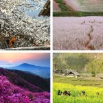 Yêu 4 mùa hoa Sapa rực rỡ sắc màu