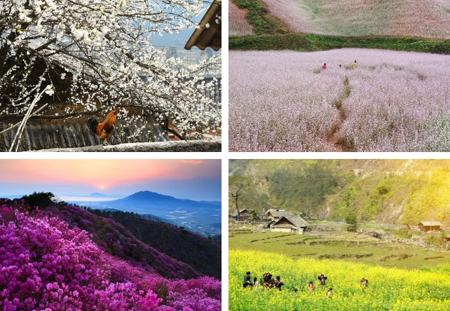 Yêu 4 mùa hoa Sapa rực rỡ sắc màu 