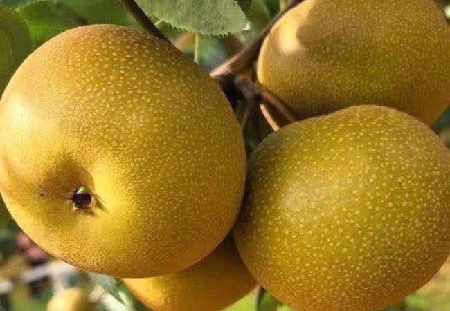 vouchersapa 2025 09 14T181122.264