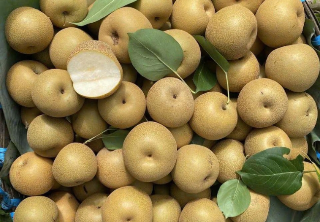 Tại sao mắc cọp lại là 1 trong những loại quả đặc sản của Sapa