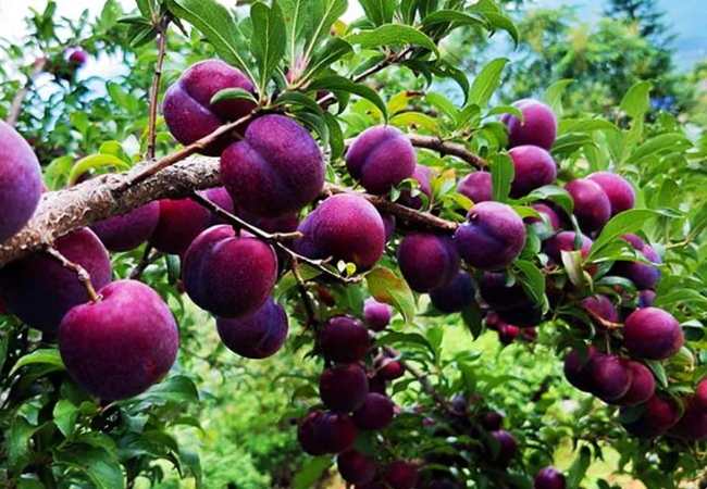 vouchersapa 2025 09 14T182720.953