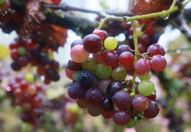 vouchersapa 2025 09 14T183150.945