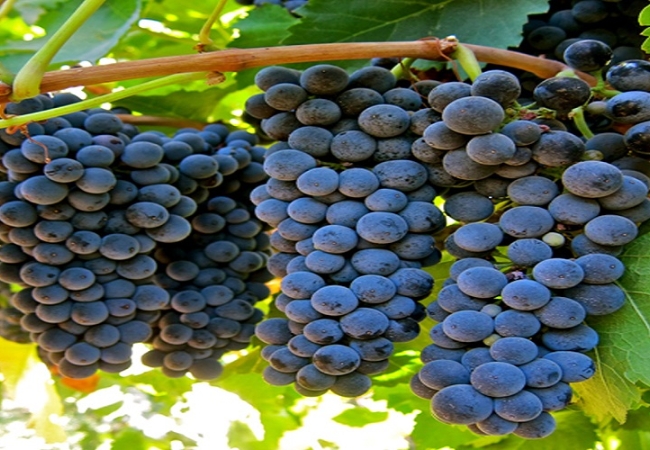 vouchersapa 2025 09 14T183152.977