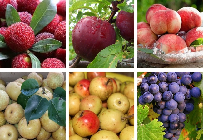 Điểm danh 6 loại hoa quả Sapa cực kỳ đặc trưng theo mùa
