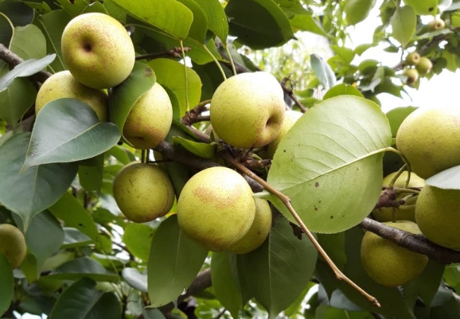 vouchersapa 2025 09 15T172536.705