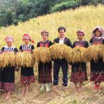 Lễ hội Tết cơm mới Sapa – Hồn lúa ngàn đời và sức sống bản làng
