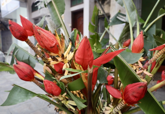 Lễ hội hoa chuối Sapa - Ước vọng no ấm từ người Xa Phó 7 vouchersapa 2025 09 18T194734.320