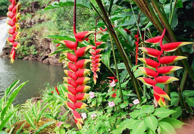 Lễ hội hoa chuối Sapa - Ước vọng no ấm từ người Xa Phó 2 vouchersapa 2025 09 18T194748.983