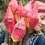 Lễ hội hoa chuối Sapa – Ước vọng no ấm từ người Xa Phó