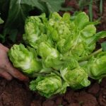 Rau mầm đá Sapa – đặc sản núi rừng từ truyền thuyết đến hiện thực