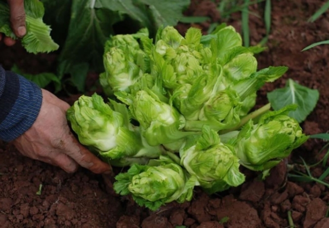 Rau mầm đá Sapa - đặc sản núi rừng từ truyền thuyết đến hiện thực 1 Rau mầm đá Sapa - đặc sản núi rừng từ truyền thuyết đến hiện thực