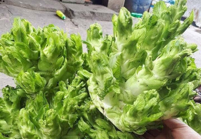 Rau mầm đá Sapa - đặc sản núi rừng từ truyền thuyết đến hiện thực 11 vouchersapa 70